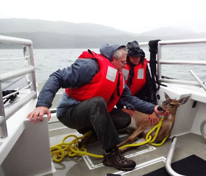 Alaskan Whale Watchers Rescue Deer with Lasso