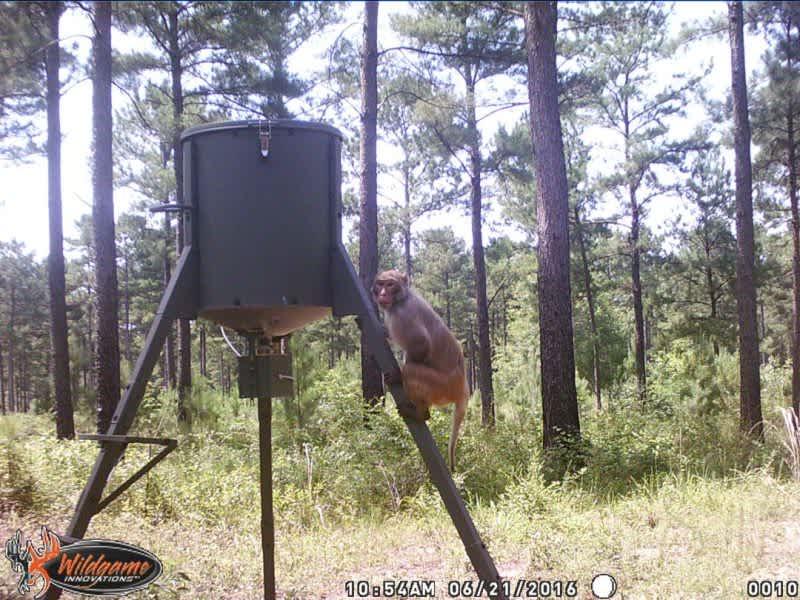 Monkey Caught on Trail Cam and Nobody Knows Where It Came From