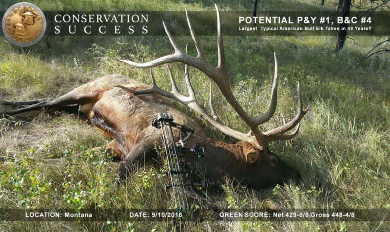 Breaking News: Potential New P&Y World-Record Elk!