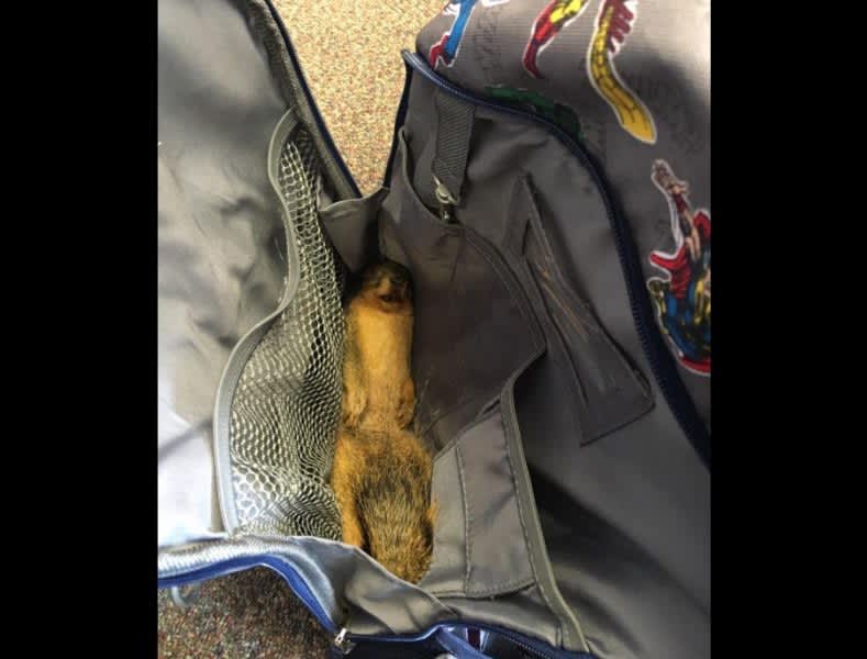 Child Brings Dead Squirrel to School in his Backpack, Tells Principal it’s for Dumplings