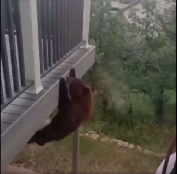 Video: Bear Uses Balcony as Personal Gym