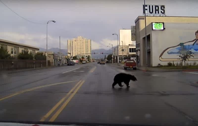 Video: Black Bear Takes a Tour of Anchorage