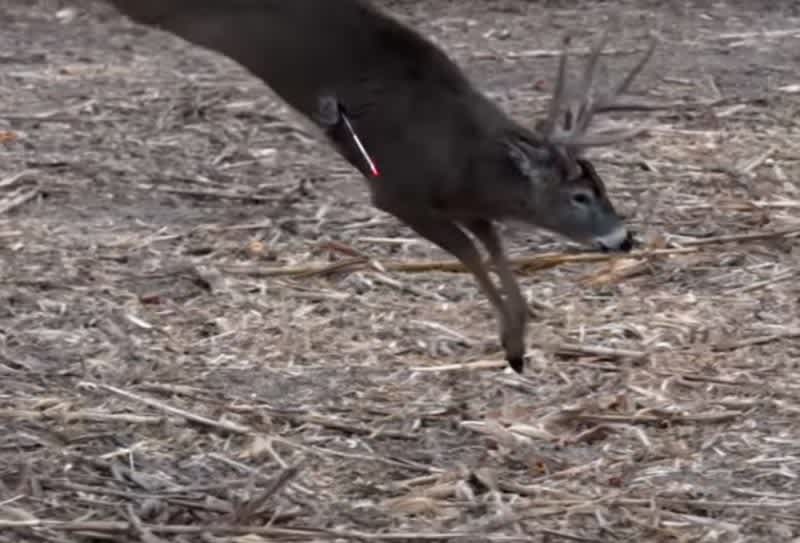 Video: This Bow Hunting Video will Make You Want to Run to Your Treestand in the Morning