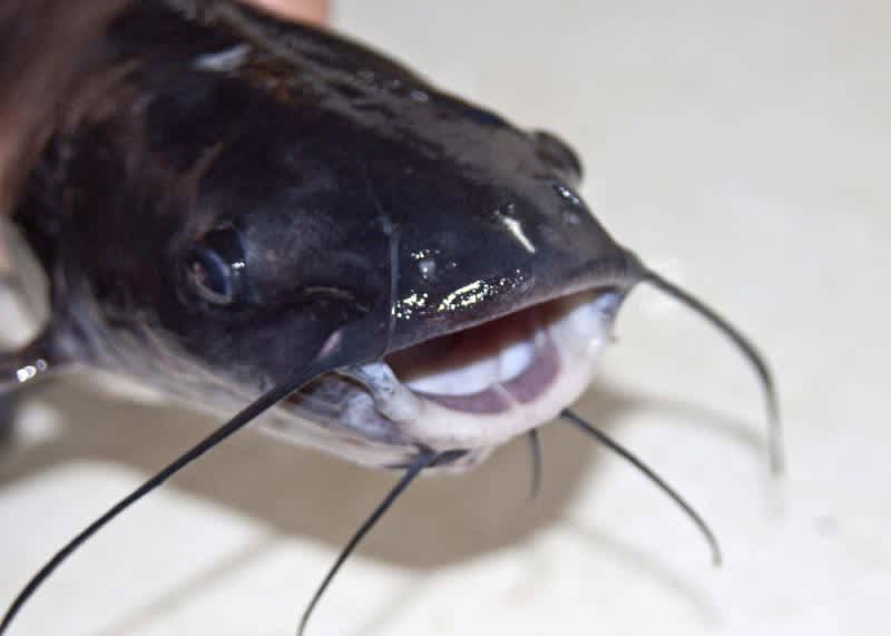 Catfish Falls From the Sky, Slams Woman in the Face While Walking Down the Street