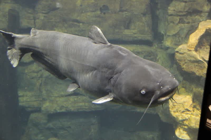 Florida Man Blinded by Unlikely Injury From Catfish