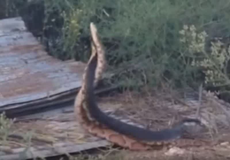 Video: Cottonmouth and Copperhead Snake Battle Each Other