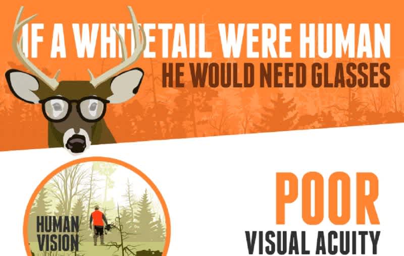 INFOGRAPHIC: Deer Vision – How to Fool a Whitetail’s Eyes