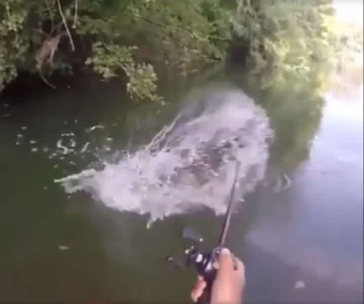 Video: Giant Catfish Destroys Suicide Duck Lure