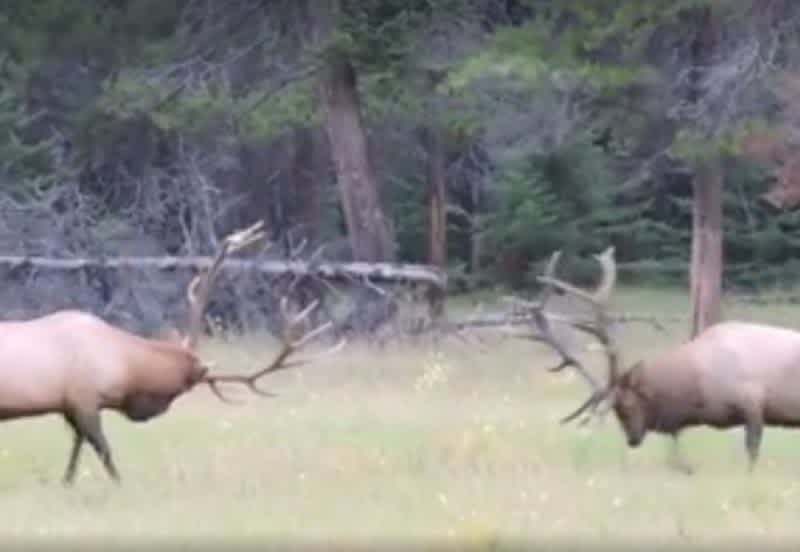 Video: World-Class Elk Battle