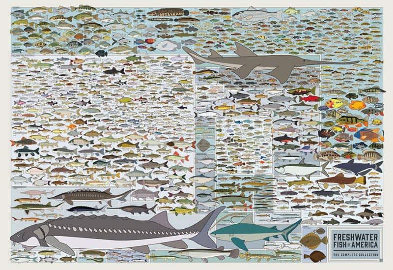This Awesome Poster Hangs Every Fish in North America on Your Wall