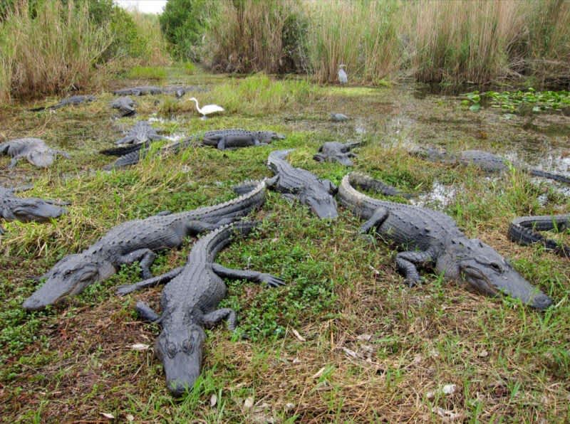 Video: Multiple Beheaded Alligators Found in Florida