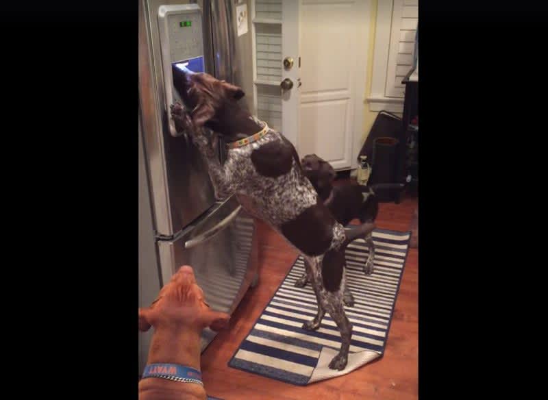 Video: German Shorthair Learns How to Use Ice Dispenser