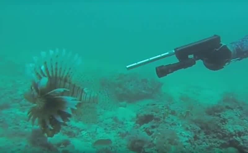 Video: Underwater Glock-Fishing For Lionfish