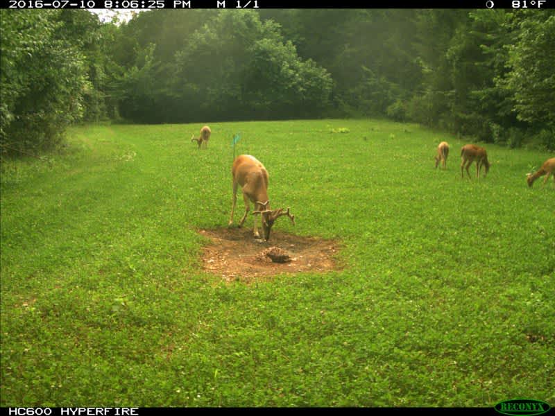 Whitetail Wednesday: Deer Hunting On Smaller Acreages