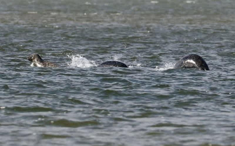 Most Legitimate Loch Ness Monster Sighting Ever?