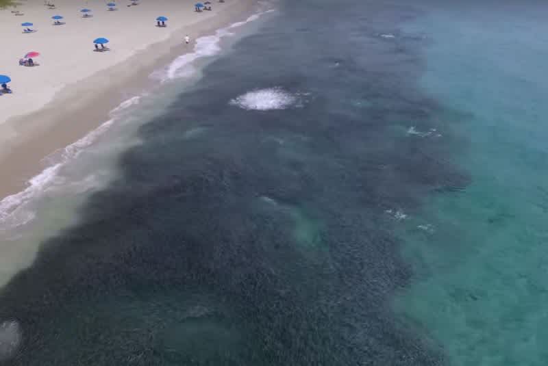 Video: Amazing Drone Footage Captures Florida Mullet Run