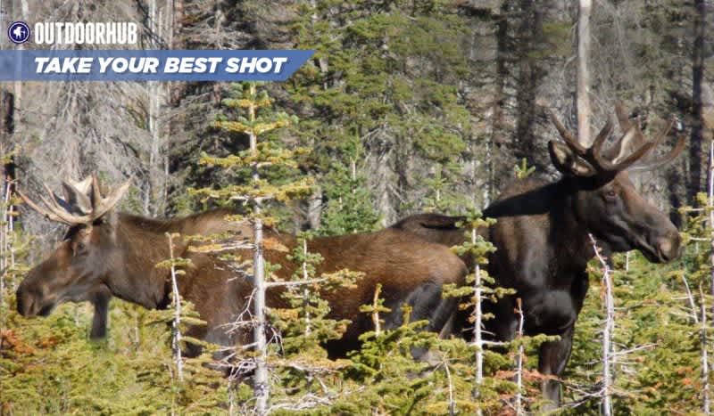 Take Your Best Shot: Archery Newfoundland Moose