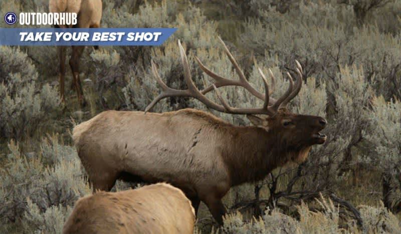 Tuesday’s Take Your Best Shot: Archery Elk