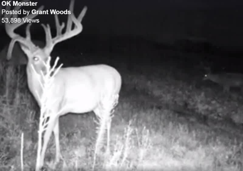 Video: Trail Cam Films Monster Oklahoma Buck