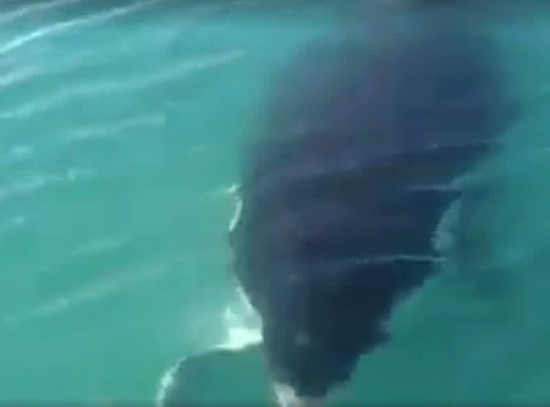 Video: Orca Steals Angler’s Catch Right Next to Boat