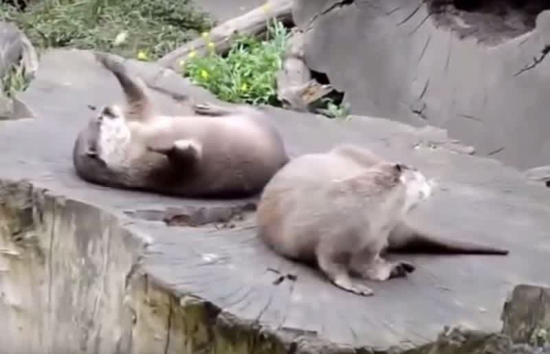 Video: Otter Juggling Rock Caught on Tape