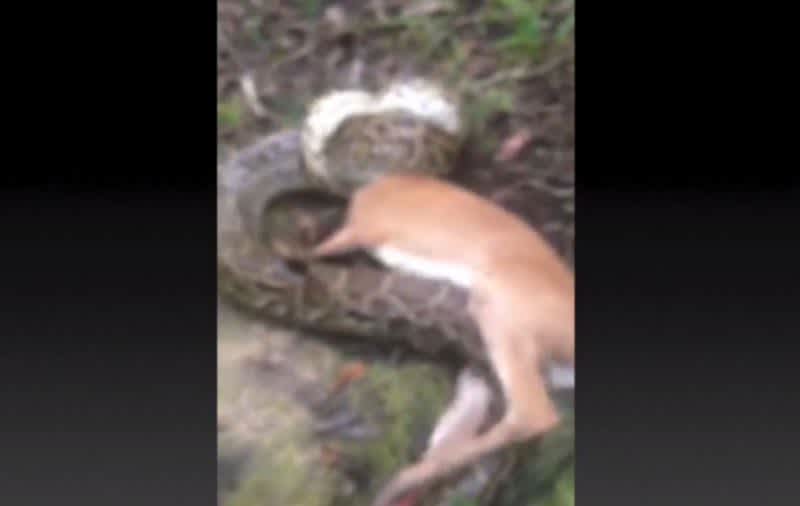 Video: Hunter Saves Deer from Python Death Grip