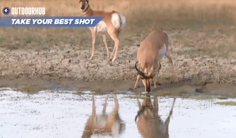 Tuesday’s Take Your Best Shot: Archery Pronghorn    