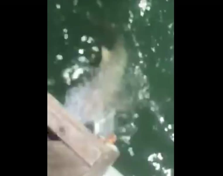 Video: Shark Gets Devoured by Massive Shark Right Off Pier