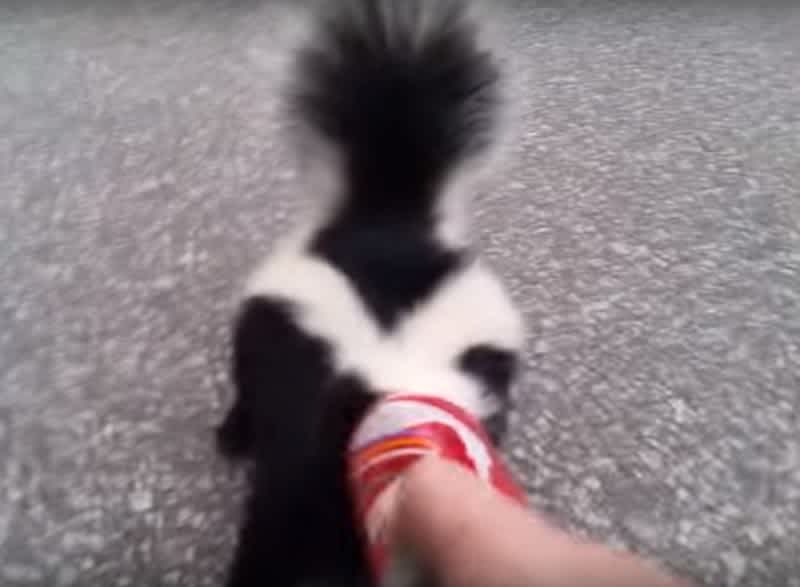 Video: Brave/Crazy Man Saves Skunk With Head Trapped in Pop Can