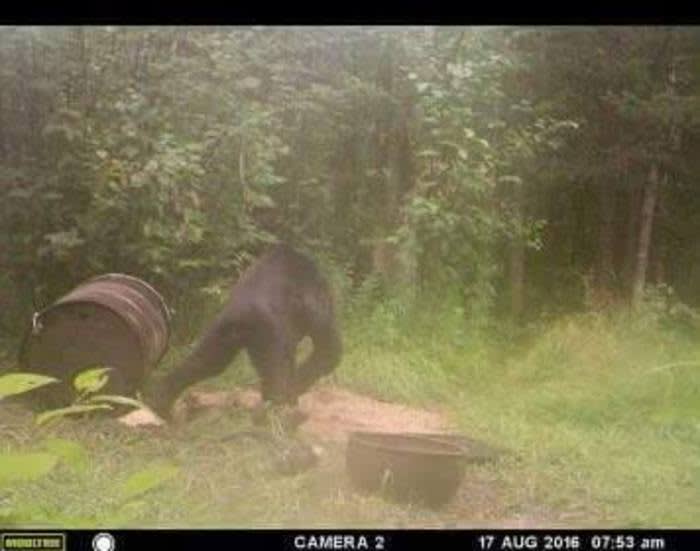 Trailcam Bigfoot Sighting in Michigan Causes a Stir Online