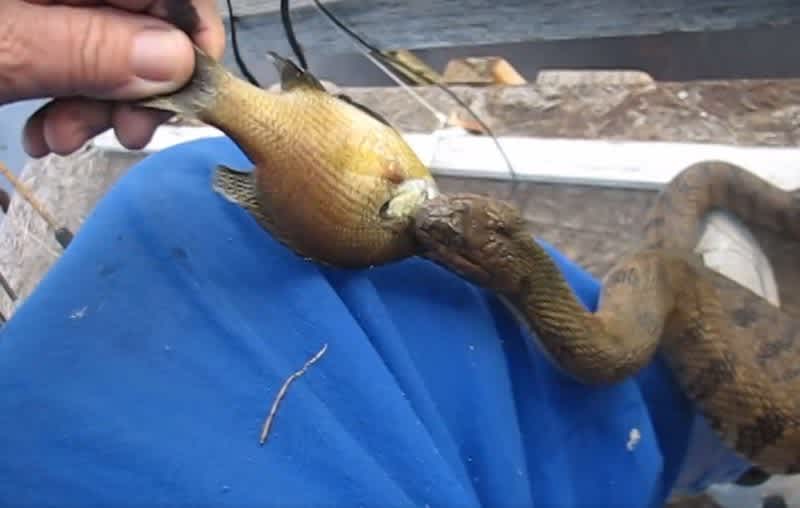 Video: Watersnake Takes Fish Right Out of This Man’s Hand