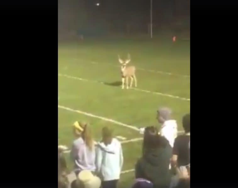 Video: Muley Buck Steals the Show at a High School Football Game