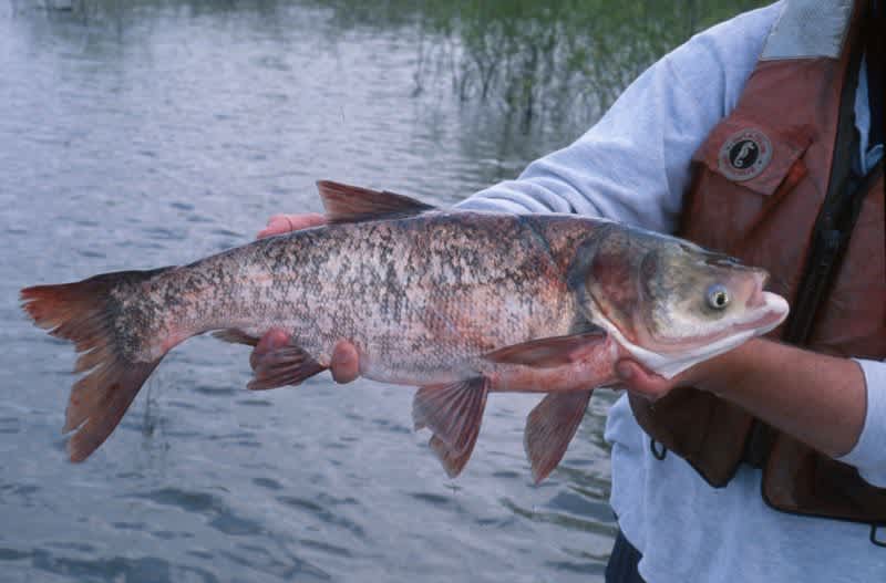 Asian Carp Found in Lake Erie; It’s Time for Action