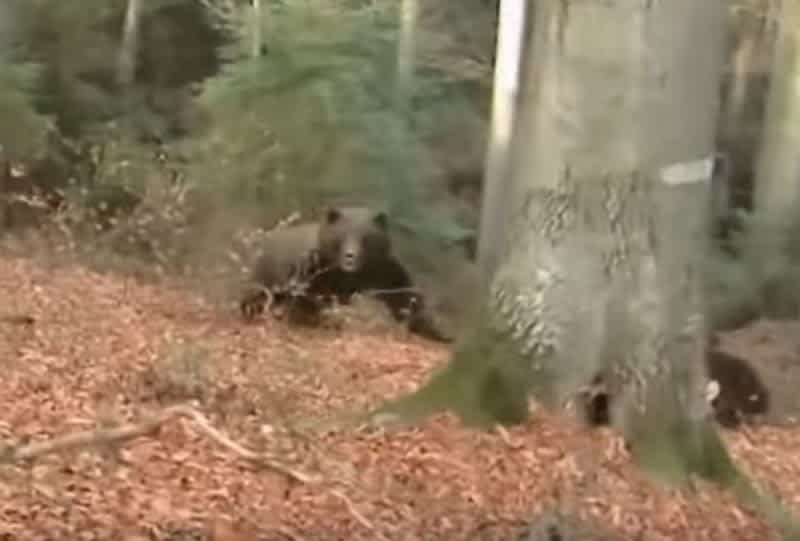 Video: Hunter Scares Off Charging Bear