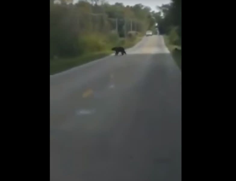 Video: Ohio Black Bear Caught On Film for the First Time