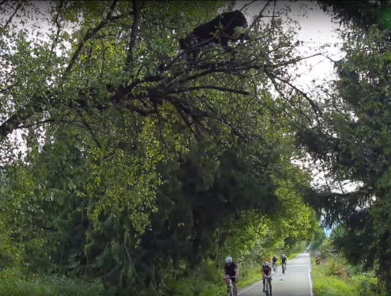 Video: Bear Perched in Tree Watches Unaware Cyclists