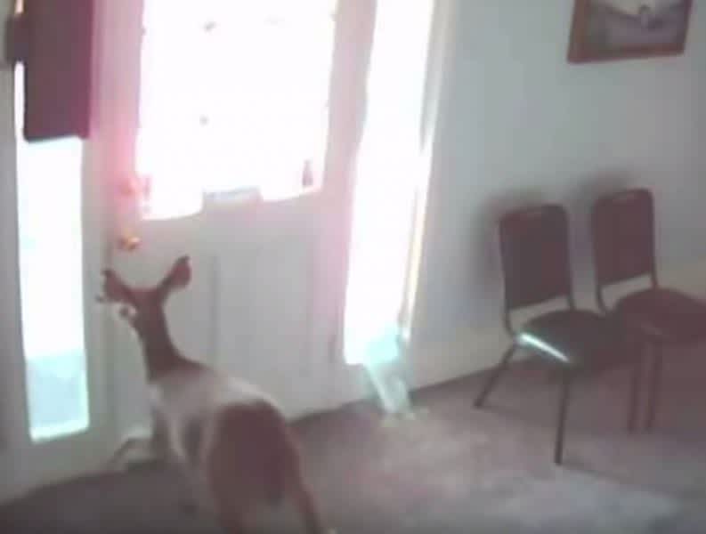 Video: Deer Crashes Through Small Window Confirms The Rut is On