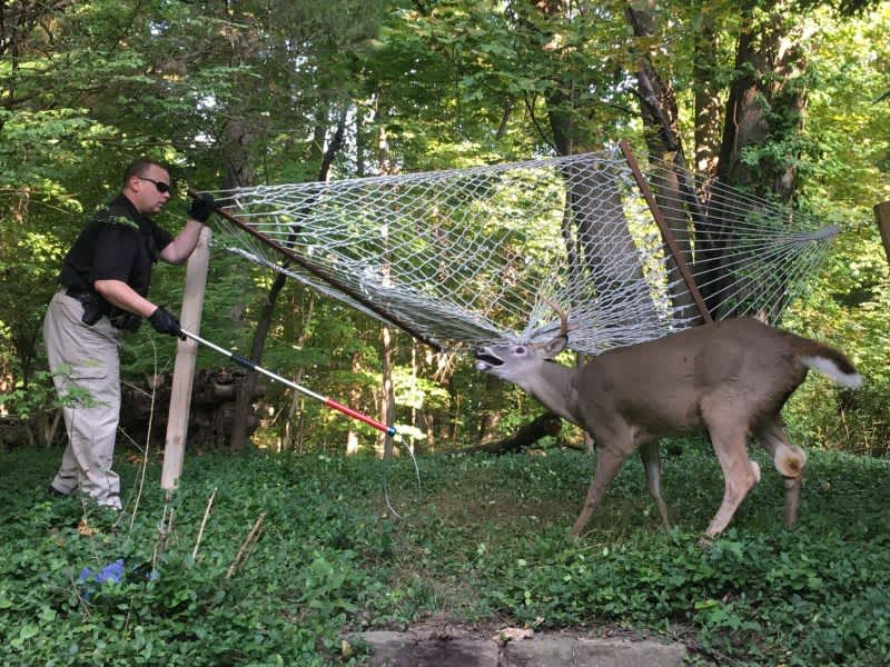 Deer Rescued After Getting Antlers Tangled in Hammock