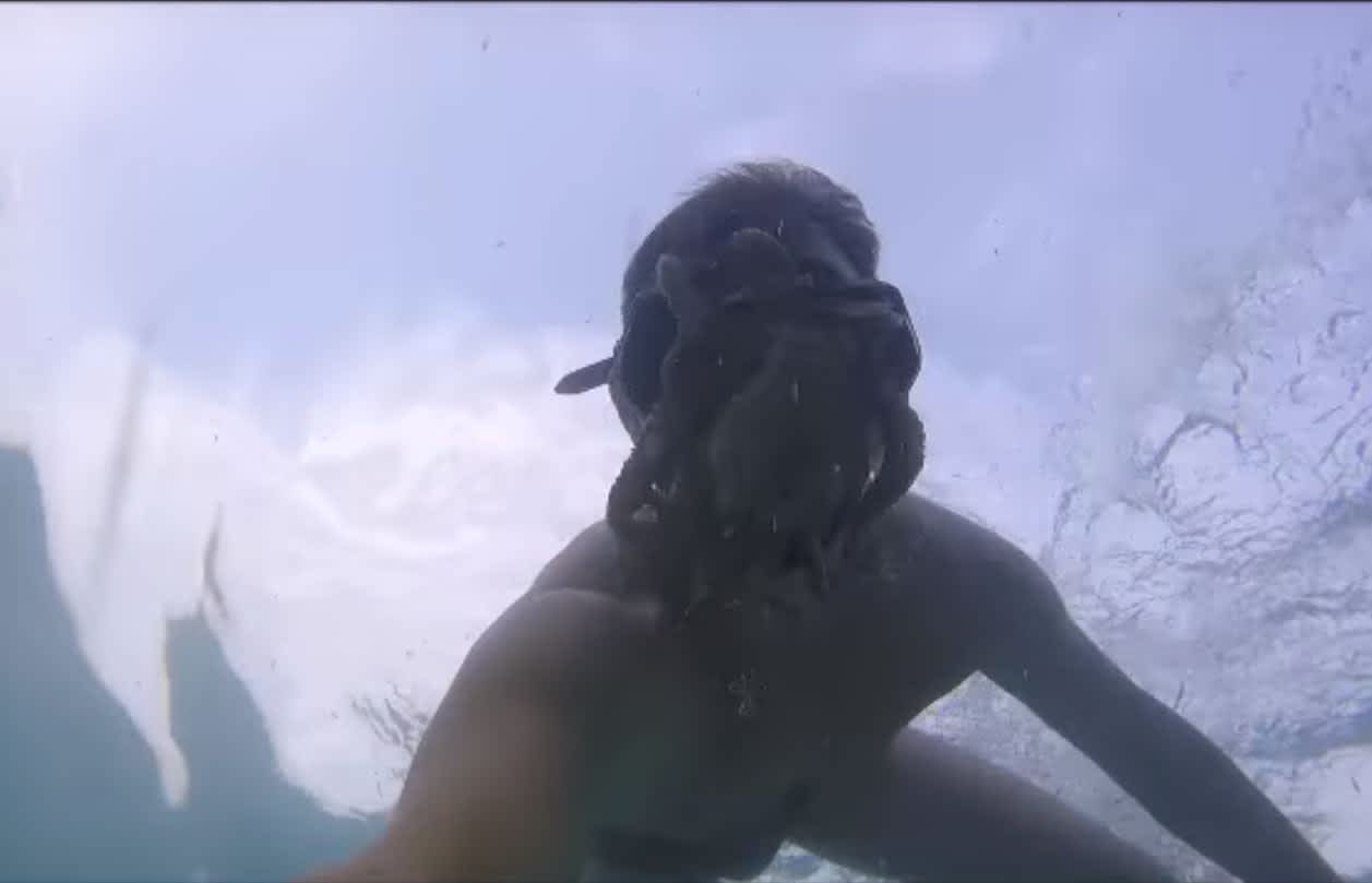 Video: Octopus Does Its Best Facehugger Impersonation
