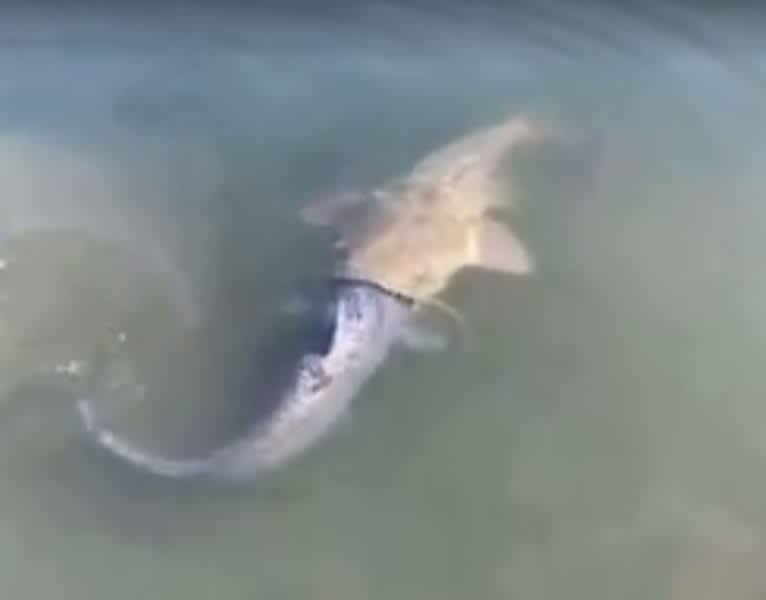 Video: Flathead Catfish Bites Off More Than It Can Chew