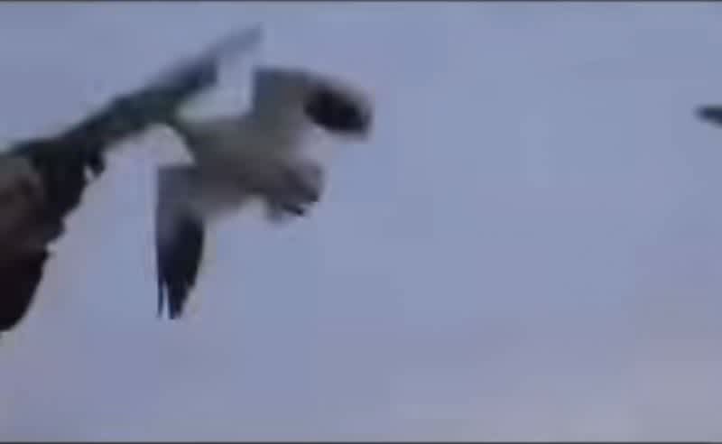 Unbelievable Video: Goose Hunter Knocks Down Goose With Gun Barrel