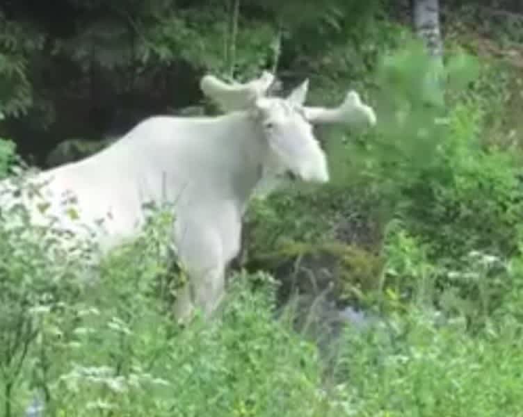 Video: Great White Moose Captured on Video