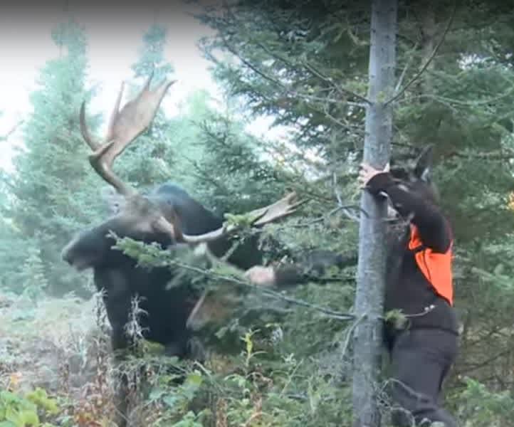 Video: Guy Messes With Bull Moose Gets Very Lucky