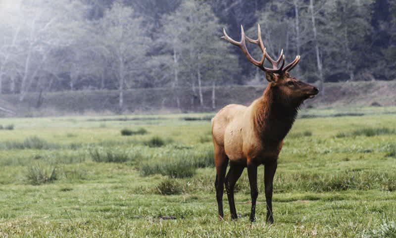 Billionaire Brothers Becoming the Worst Nightmare for Idaho Elk Hunters