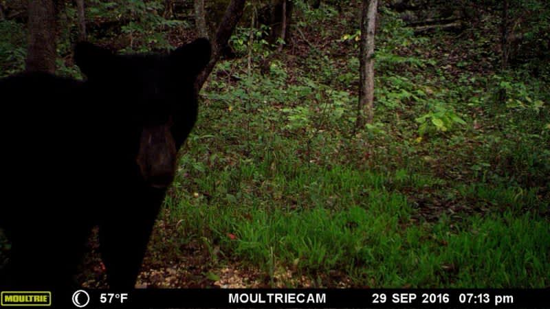 First Black Bear Seen in Kentucky in Almost a Century