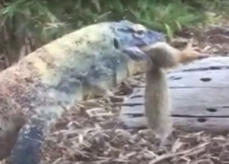 Video: Komodo Dragon on a Mission Hunts Down Squirrel