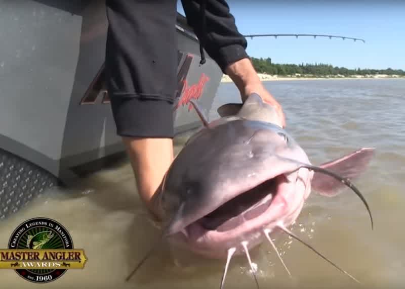 Video: Monster Channel Cat with Plus-Size Whiskers