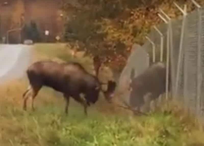 Video: Bull Moose Charges Through Steel Fence