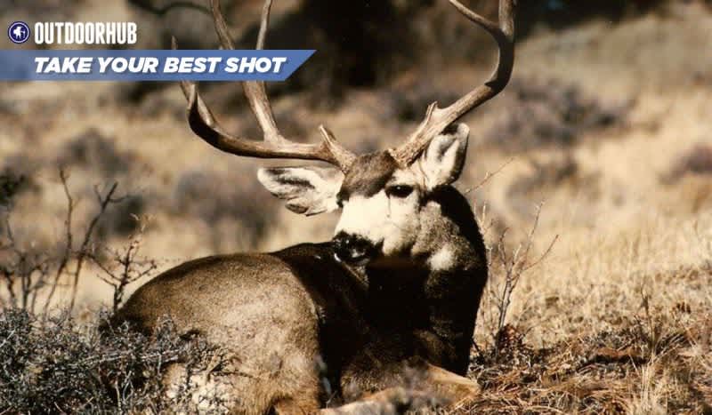 Tuesday’s Take Your Best Shot: Archery Mule Deer