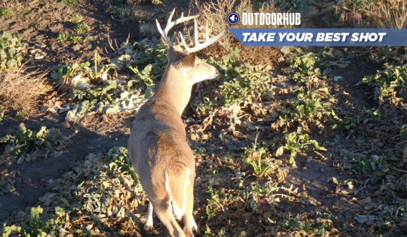 Tuesday’s Take Your Best Shot: Archery Whitetail